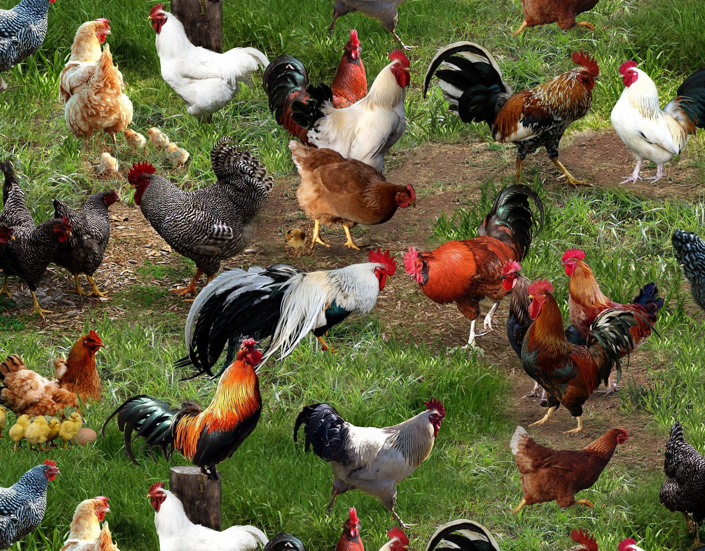 Farm Animals 354 Green Grass & Chickens Cotton fabric-Continuous cuts- fat quarters- Elizabeth Studios