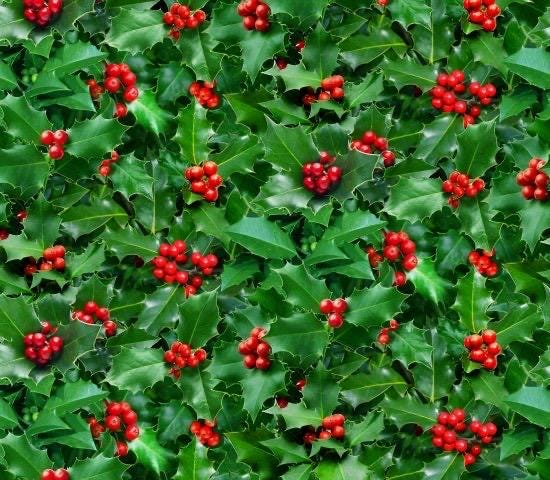 Winter Holly & Berry cotton fabric- continuous cuts - cotton fabric- fast shipping!