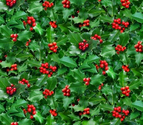 Winter Holly & Berry cotton fabric- continuous cuts - cotton fabric- fast shipping!