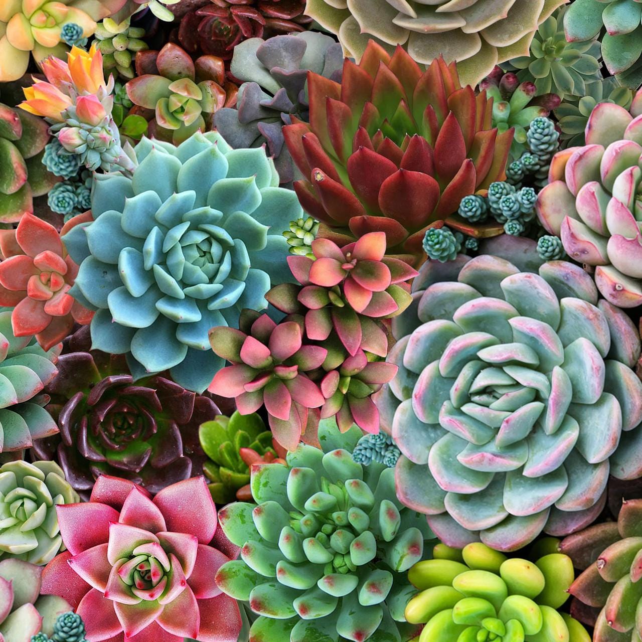 Succulent Cotton Fabric - 100% Cotton - Continuous cuts Elizabeth's Studios ELS598-MUL