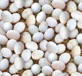 Farm Eggs Cotton Fabric - 100% Cotton-