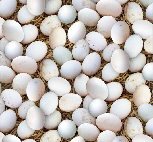 Farm Eggs Cotton Fabric -  100% Cotton-