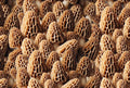 Packed Morel mushrooms Cotton Fabric- Continuous Cuts -100% Cotton -