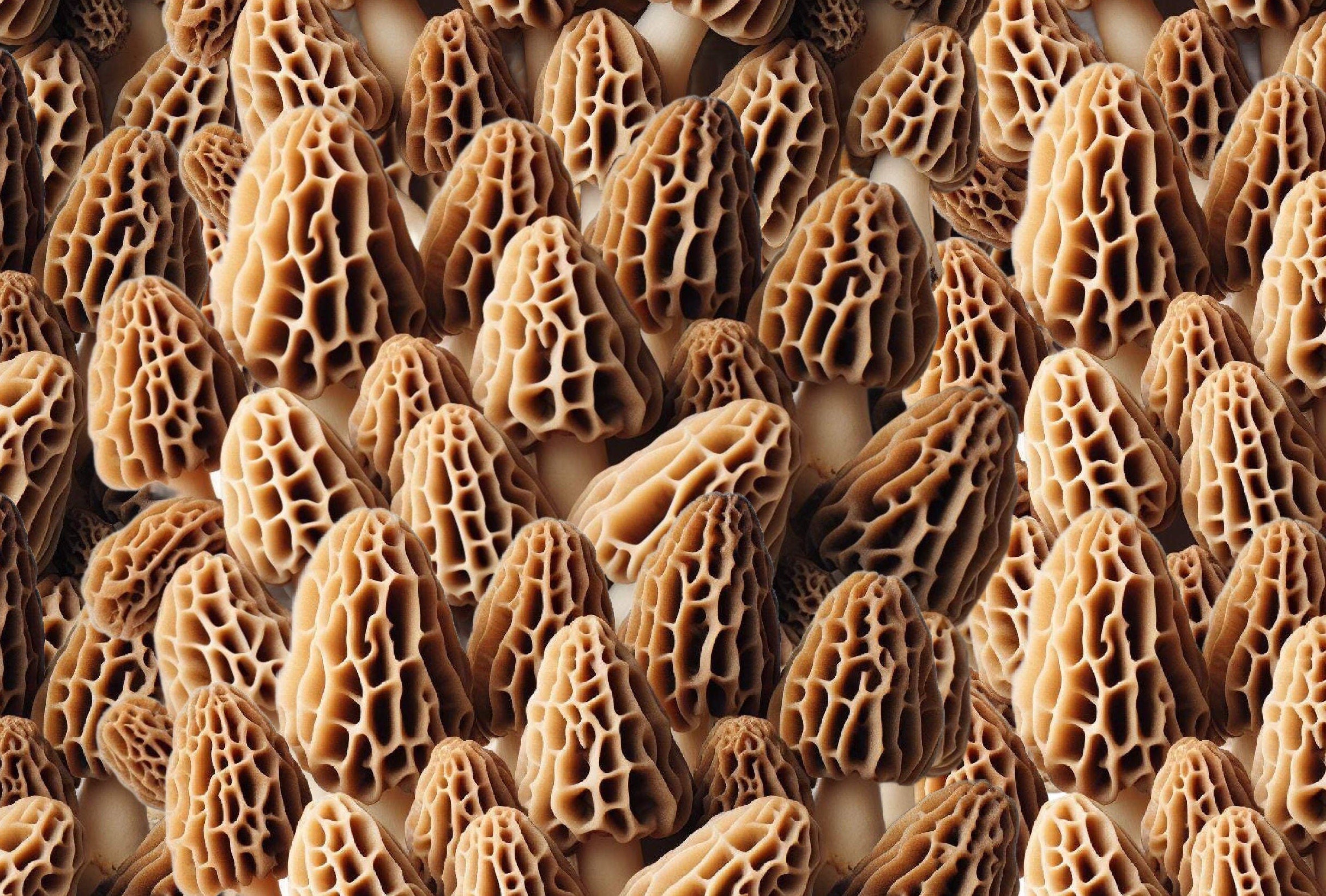 Packed Morel mushrooms Cotton Fabric- Continuous Cuts -100% Cotton -