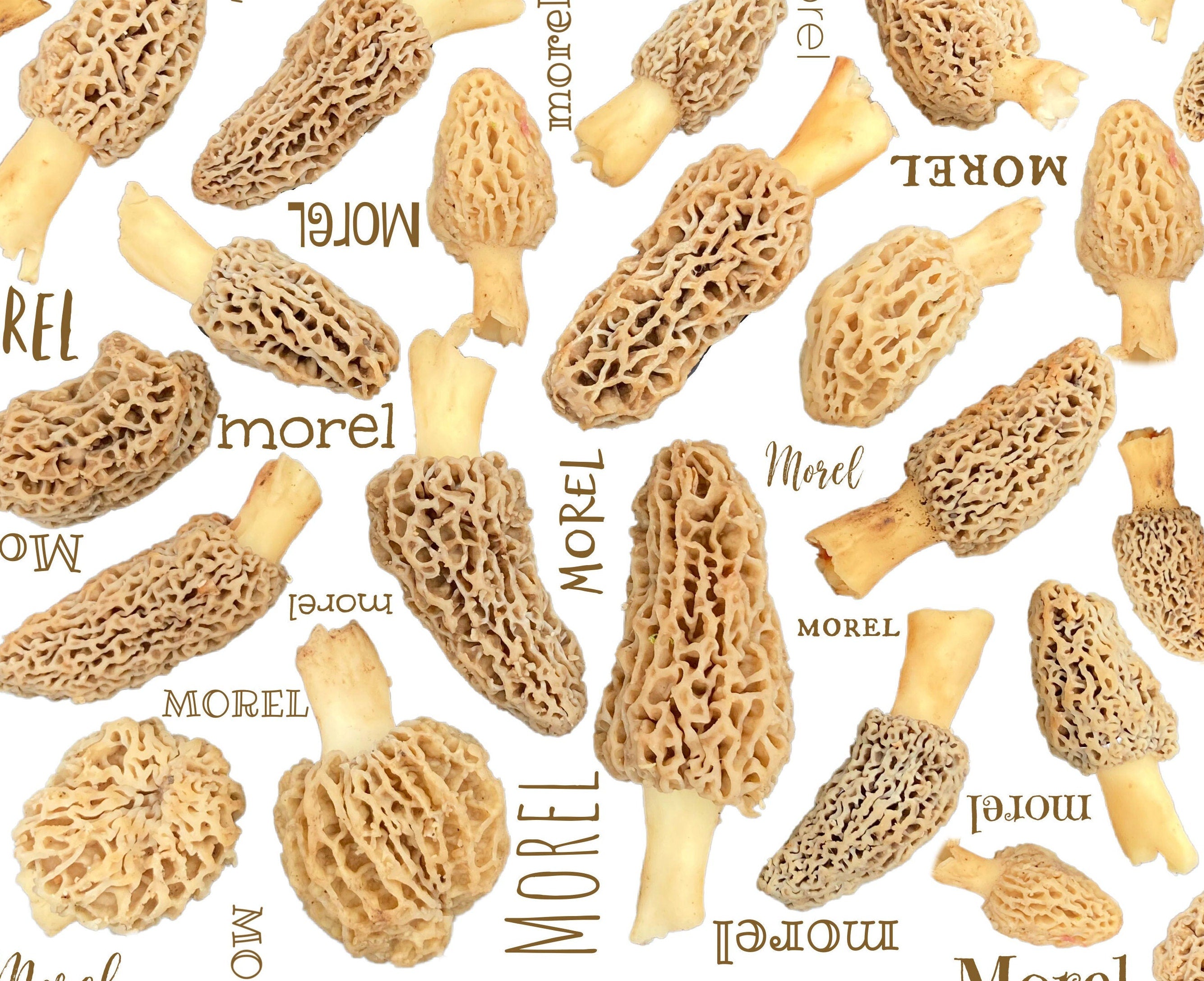 Morel mushrooms on white fabric- 100% Cotton -