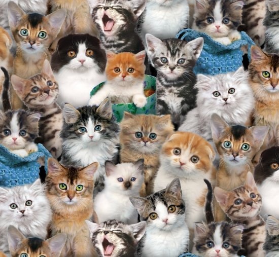 Cat Breeds Cotton Fabric-  100% Cotton -Elizabeth Studio's ES-Cat Breeds 3809 Multi - Cat Breeds
