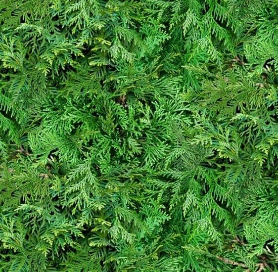 Cedar Branches 100% Cotton fabric - Continuous Cuts