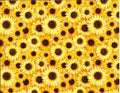 Packed Sunflowers Cotton fabric- continuous cuts- 100% Cotton - FT-Floral/Blenders 16890-Y Yellow - Packed Sunflowers
