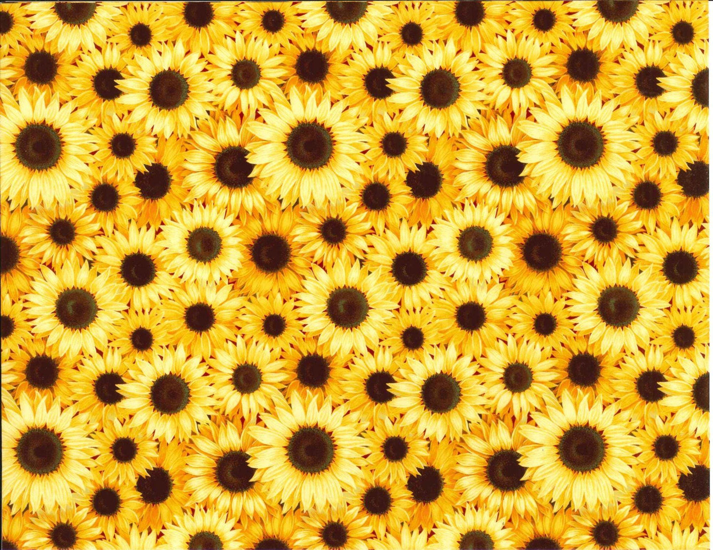 Packed Sunflowers Cotton fabric- continuous cuts- 100% Cotton - FT-Floral/Blenders 16890-Y Yellow - Packed Sunflowers