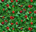Winter Holly & Berry cotton fabric- continuous cuts - cotton fabric- fast shipping!