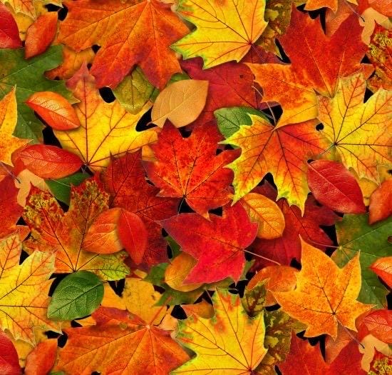 Harvest leaf cotton fabric, 100% Cotton  ES-Landscape Medley 478 Multi Autumn Leaves