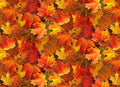Harvest Time Metallic Accent Leaf cotton fabric, 100% Cotton ES-Harvest Time M613 Multi - Leaves w/Metallic