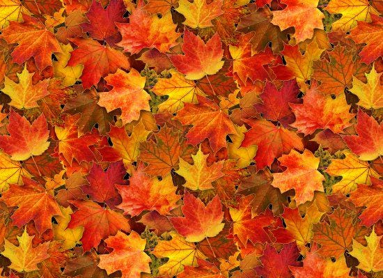 Harvest Time Metallic Accent Leaf cotton fabric, 100% Cotton  ES-Harvest Time M613 Multi - Leaves w/Metallic